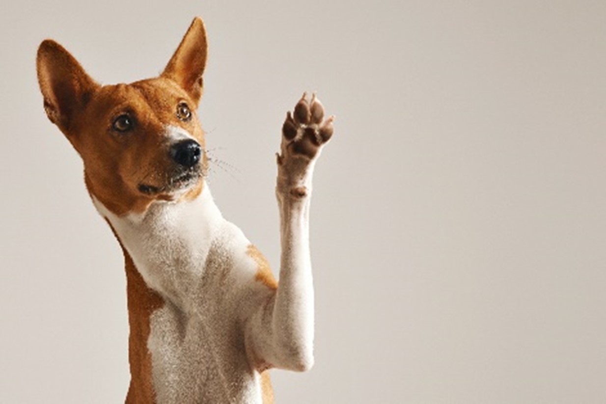 dog waving for DIY pet door
