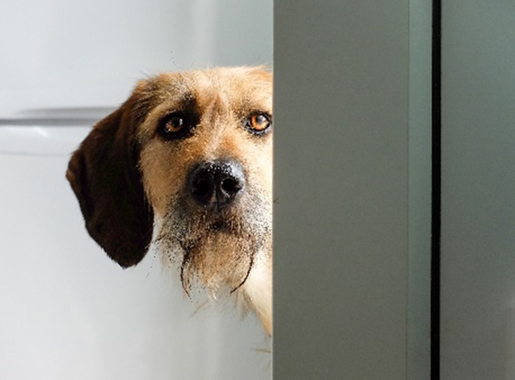 dog looking at dog door installers