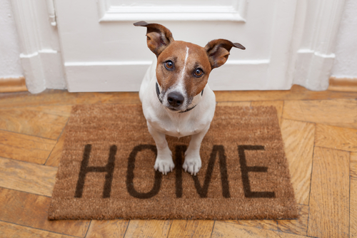 Dog sitting on welcome mat in front of door